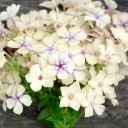 Phlox drummondii 