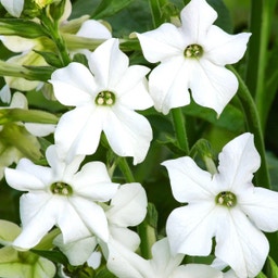 Nicotiana alata 