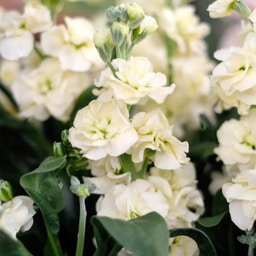 Jora Dahl Matthiola Incana 