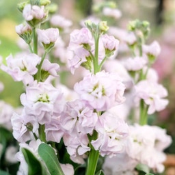 Matthiola Incana 