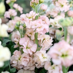 Matthiola Incana 