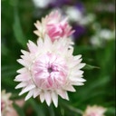 Helichrysum bracteatum 