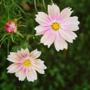 Cosmos bipinnatus 