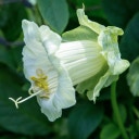 Jora Dahl Cobaea scandens 