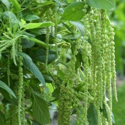 Amaranthus caudatus 