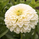Jora Dahl Zinnia elegans 
