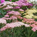 Achillea millefolium 