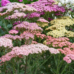 Achillea millefolium 