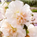 Jora Dahl Alcea rosea 