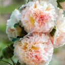 Jora Dahl Alcea rosea 