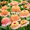Zinnia elegans 