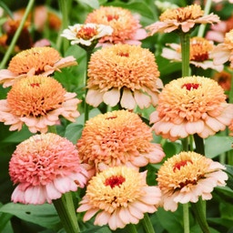 Zinnia elegans 