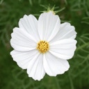 Cosmos bipinnatus 