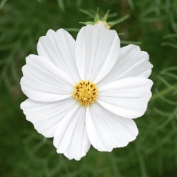 Cosmos bipinnatus 