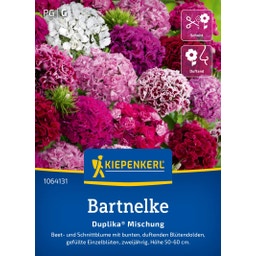 Kiepenkerl Bartnelke Duplika® Mischung - 1 Pkg