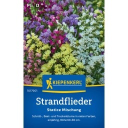 Kiepenkerl Strandflieder Statice Mischung - 1 Pkg