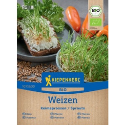 Kiepenkerl BIO Keimsprossen Weizen - 1 Pkg