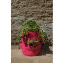 Haxnicks Strawberry & Herb Patio Planters - 2 items