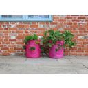 Haxnicks Strawberry & Herb Patio Planters - 2 items