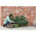 Haxnicks 3 Vegetable Planting Bags - 3 items