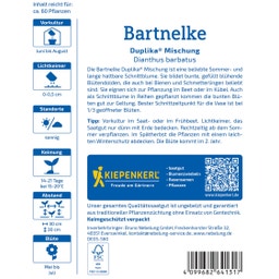Kiepenkerl Bartnelke Duplika® Mischung