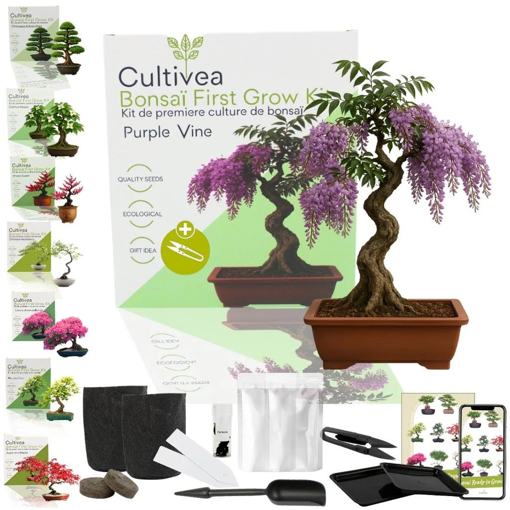 Cultivea Bonsai-Set "Purple Vine", 1 Set - Bloomling Deutschland