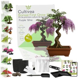 Cultivea Bonsai-Set 
