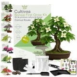 Cultivea Bonsai-Set "Cornus Kousa"