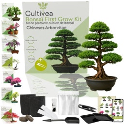 Cultivea Bonsai-Set 