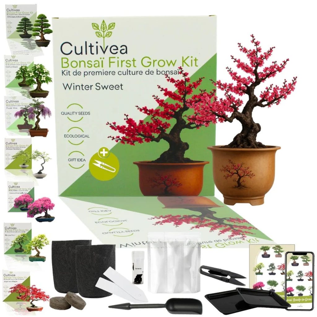 Cultivea Bonsai-Set "Winter Sweet", 1 Set - Bloomling Deutschland