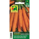 AUSTROSAAT Carrots- "Amsterdam 3"