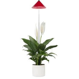 Venso SUNLiTE Plant Lamp 7W - Red