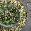 Sprout.ing Bio Radieschen