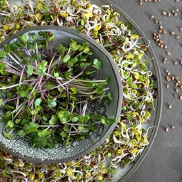 Sprout.ing Bio Radieschen