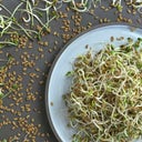 Sprout.ing Bio Bockshornklee