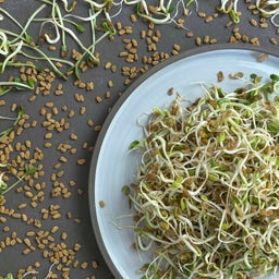 Sprout.ing Bio Bockshornklee