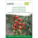 Sativa Organic Cherry Tomato "Tiamarie"