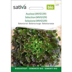 Bio Kopfsalat 