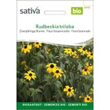Organic Biennial Flower "Rudbeckia triloba"
