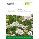 Sativa Organic Annual Flower "Orlaya"