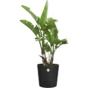 elho Topf foss rund 35cm - living schwarz