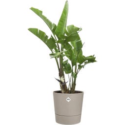 elho foss round - 35 cm - Beige fungo