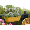 Balkonkasten vibia campana easy hanger XXL 70cm - honig gelb