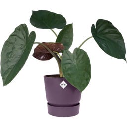 elho greenville Pot Rond 30 cm - vintage pruim