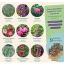 Magic Garden Seeds Seed Set - Balcony Flowers - 1 Set