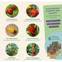 Magic Garden Seeds Seed Set - Chilli Festival - 1 Set