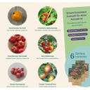 Magic Garden Seeds Seed Set - Balcony Tomatoes - 1 Set