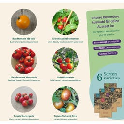 Magic Garden Seeds Seed Set - Balcony Tomatoes - 1 Set