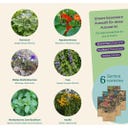 Magic Garden Seeds Seed Set - Edible Flowers - 1 Set