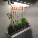 Neusius Pflanzenlampen Röhren 8w, 60cm